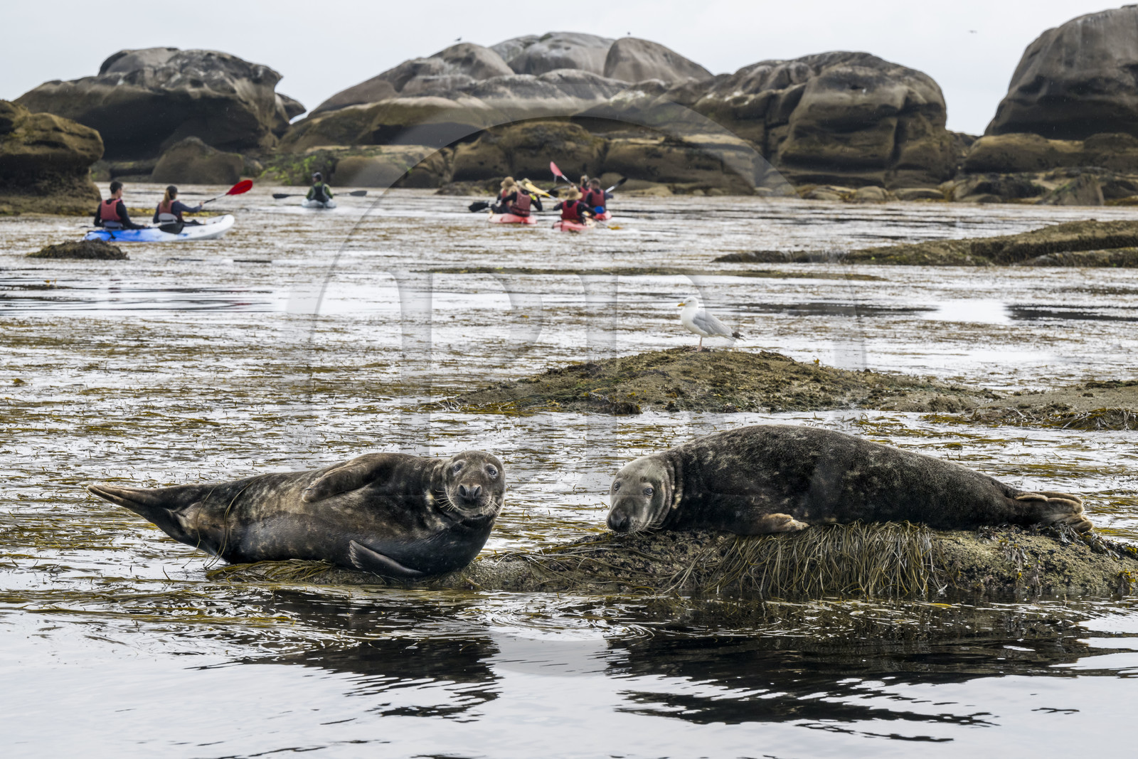 France, Finistère (29), Penmarch, archipel des Étocs, sortie en kayak du Centre nautique du Guilvinec à la découverte du phoque gris (halichoerus grypus) dans les rochers à marée basse