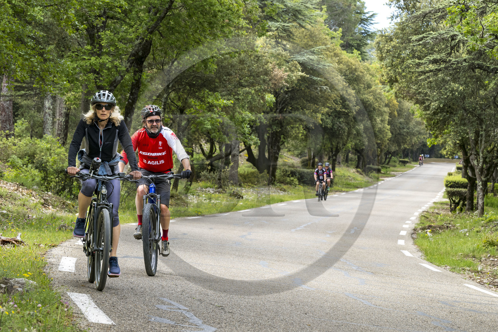 France, Vaucluse (84), Parc Naturel Régional du Mont Ventoux, Bedoin, ascension à vélo du Mont Ventoux par la route D974 sur le versant sud, route à travers une épaisse forêt de chênes