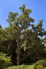 France, Var (83), Rayol-Canadel-sur-Mer, Domaine du Rayol, propriété du conservatoire du littoral mention obligatoire, le jardin des Méditerranées conçu par le paysagiste Gilles Clément, le grand chêne liège qui aurait près de 300 ans, balançoires apparues sur les branches pour Land art Mobilis in Mobile