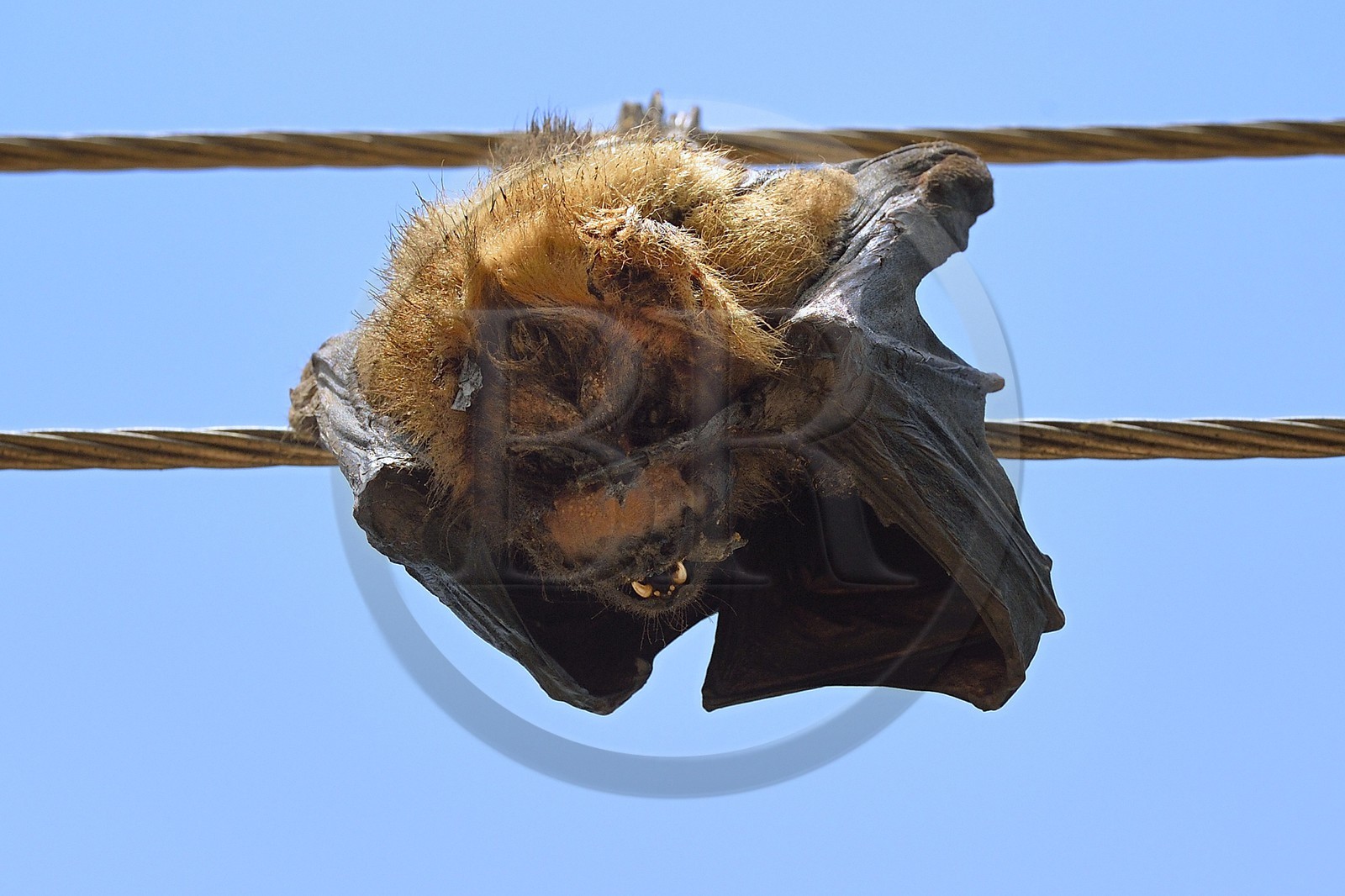 Sri Lanka, province du Centre-Nord, Diyabeduma, chauve souris