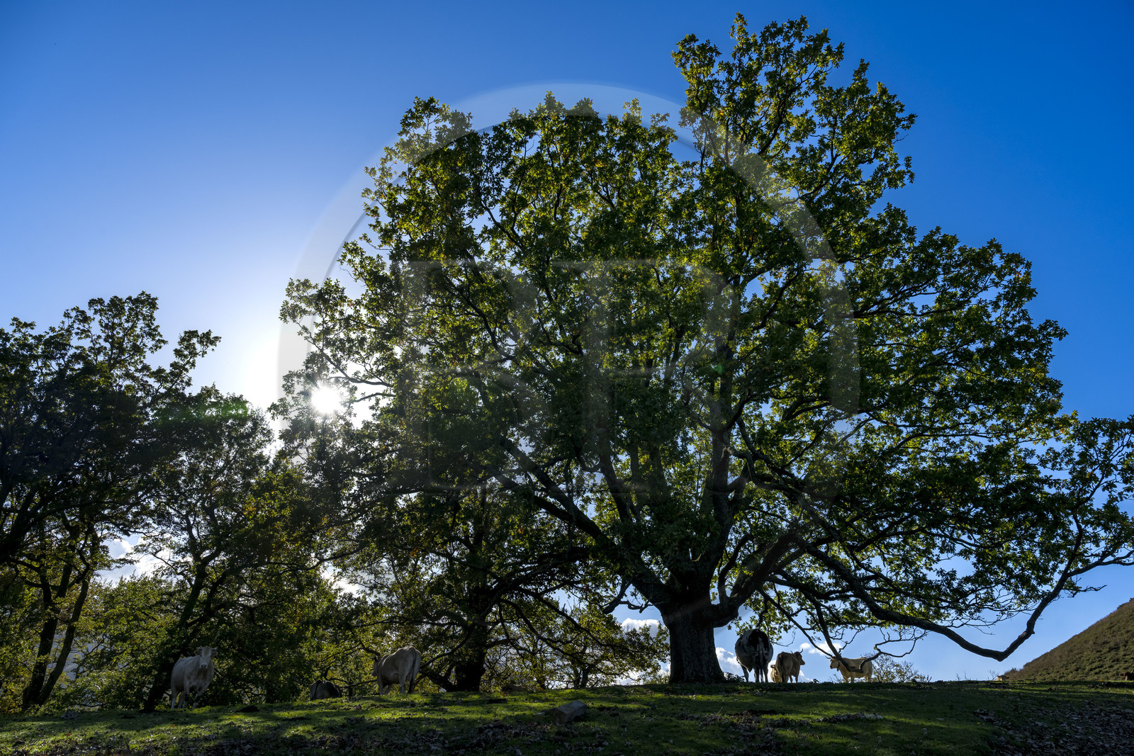 France, Pyrénées-Atlantiques (64), Pays-Basque, vallée des Aldudes, vaches sur la colline d'Elizamendi au dessus du village d'Urepel