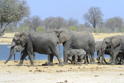 Zimbabwe, province de Matabeleland septentrional, parc national Hwange, éléphants sauvages d'Afrique (Loxodonta africana) autour d'un point d'eau