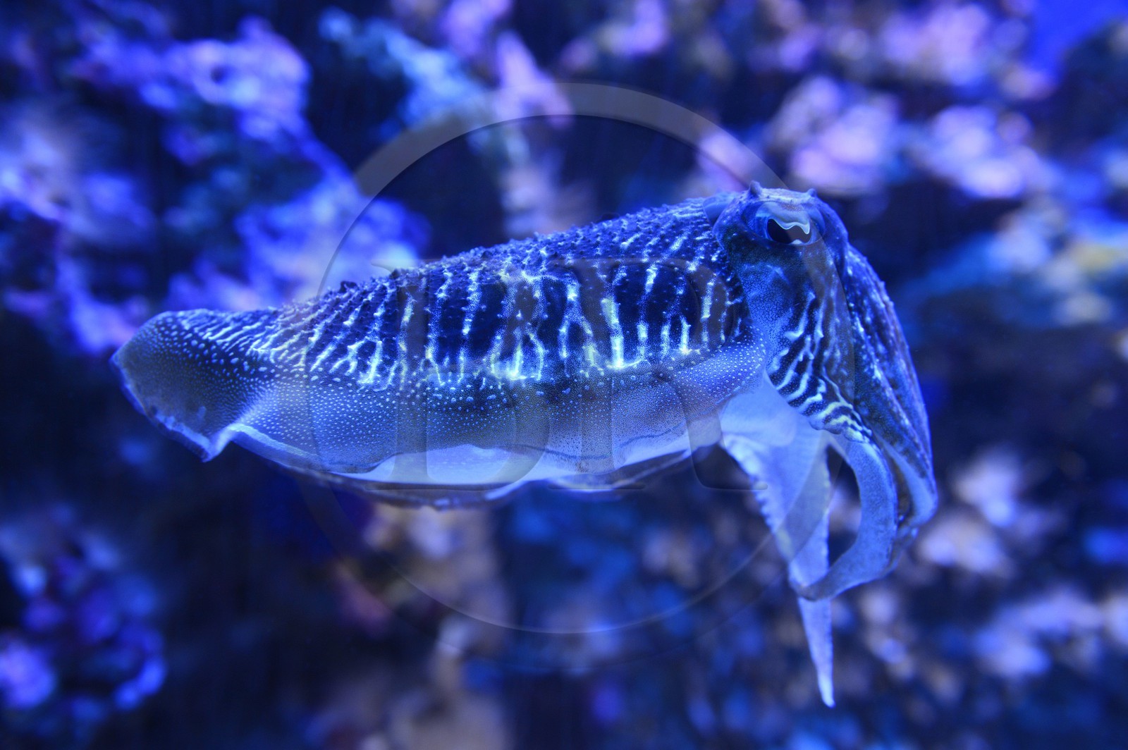 Principality of Monaco, Monaco, the oceanographic museum, common Cuttlefish (Sepia officinalis)