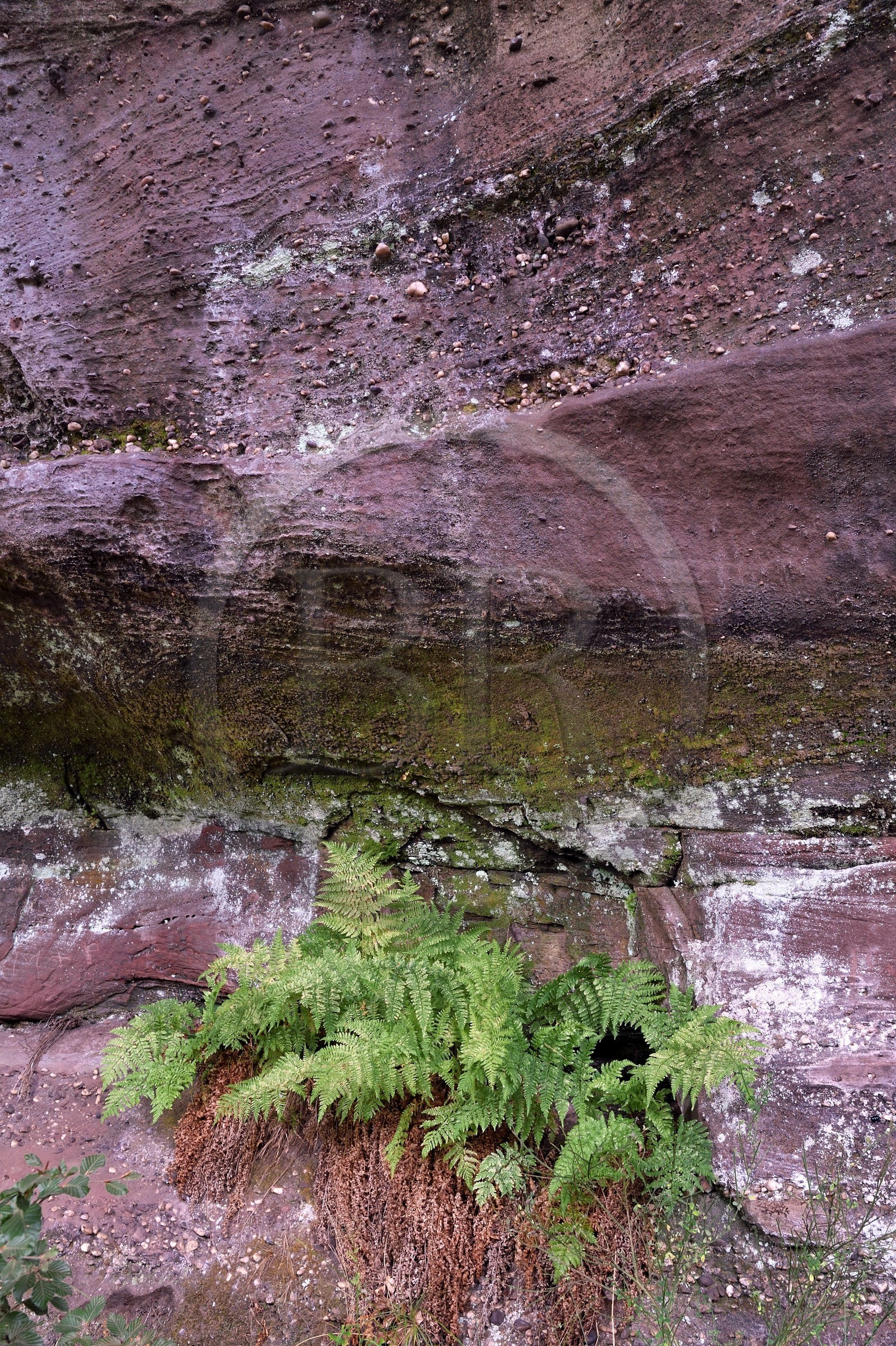 France, Bas-Rhin (67), Parc Naturel régional des Vosges du Nord, La Petite Pierre, Rocher des Païens, pouding de grès