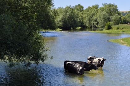 France, Meuse (55), Bannoncourt, vaches se baignant dans la Meuse
