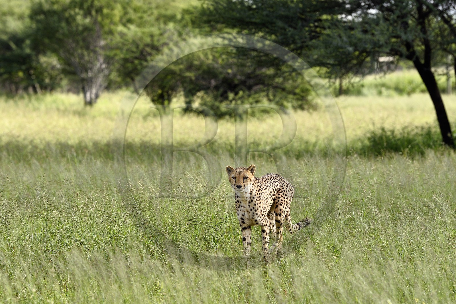 Namibie, Otjiwarongo, Cheetah Conservation Fund, centre de recherche et d'éducation, guépard (Acinonyx jubatus) dans les hautes herbes