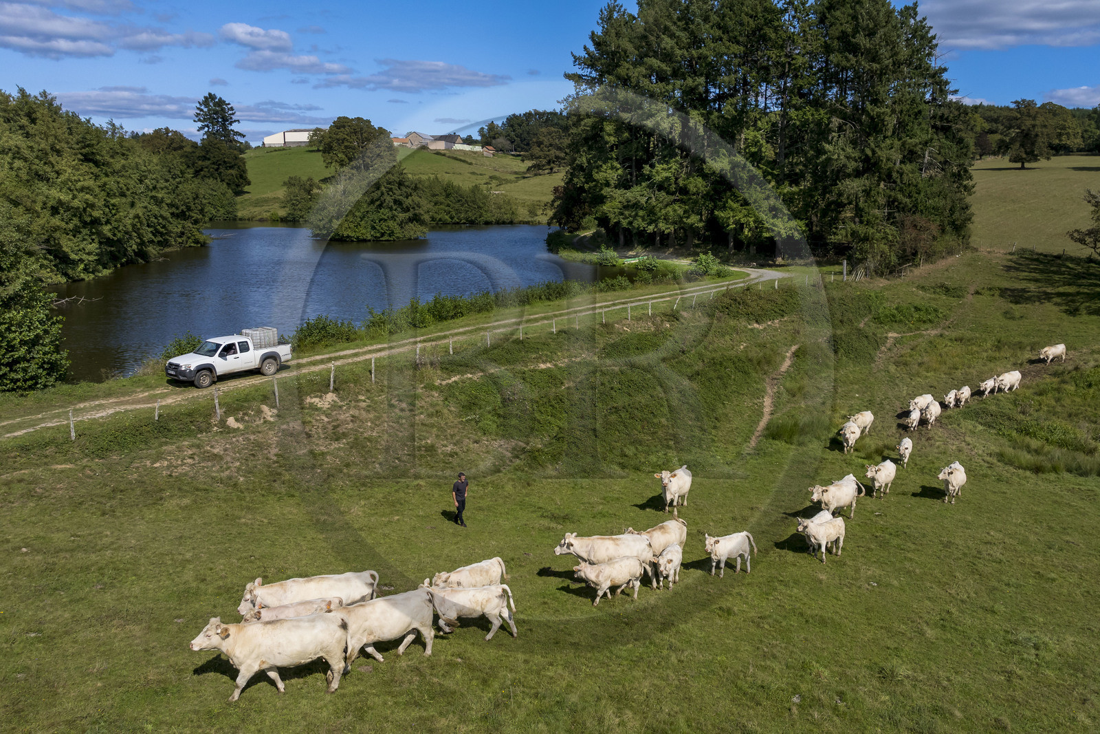 France, Nièvre (58), Parc naturel régional du Morvan, Millay, Ferme Les Prairies Gourmandes, Emmanuel Dumas éleveur de vaches Charolaises (vue aérienne)