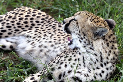Namibia, Otjiwarongo, Cheetah Conservation Fund, research and education centre, cheetah (Acinonyx jubatus)