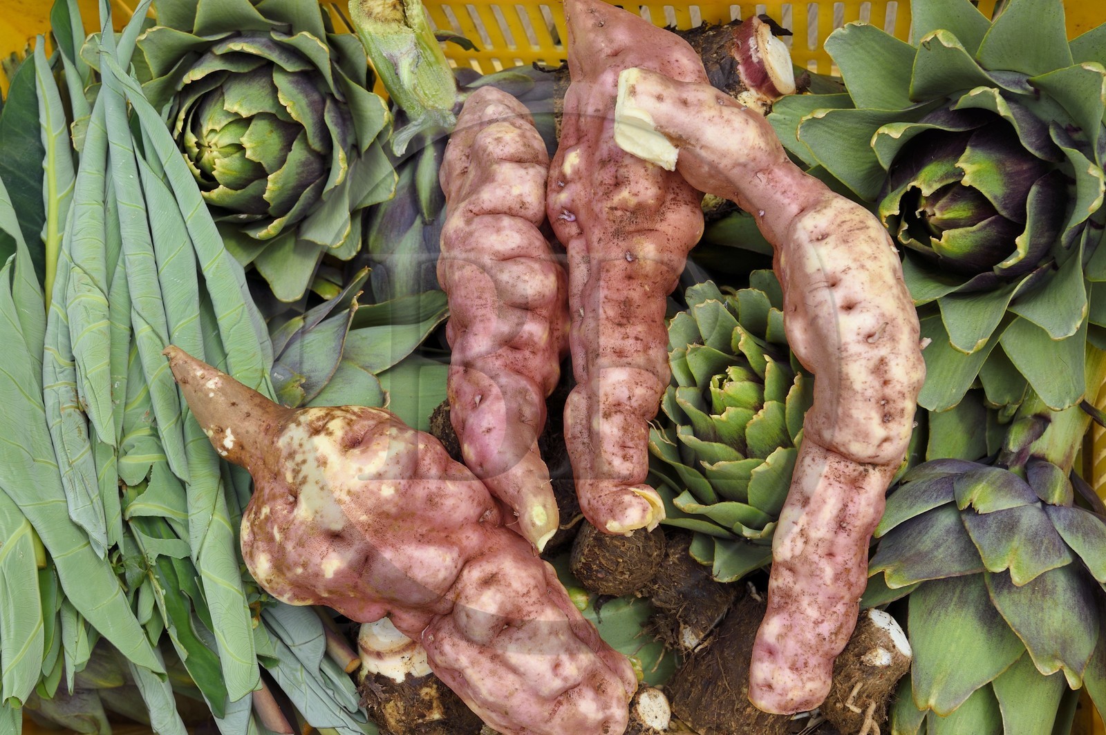 France, Ile de la Reunion, Le Tampon, la Plaine des Cafres, chez les agriculteurs Jacqueline et Jean-Pierre Lacaille dans leur champ, artichaux, patates douces et Bredes songe