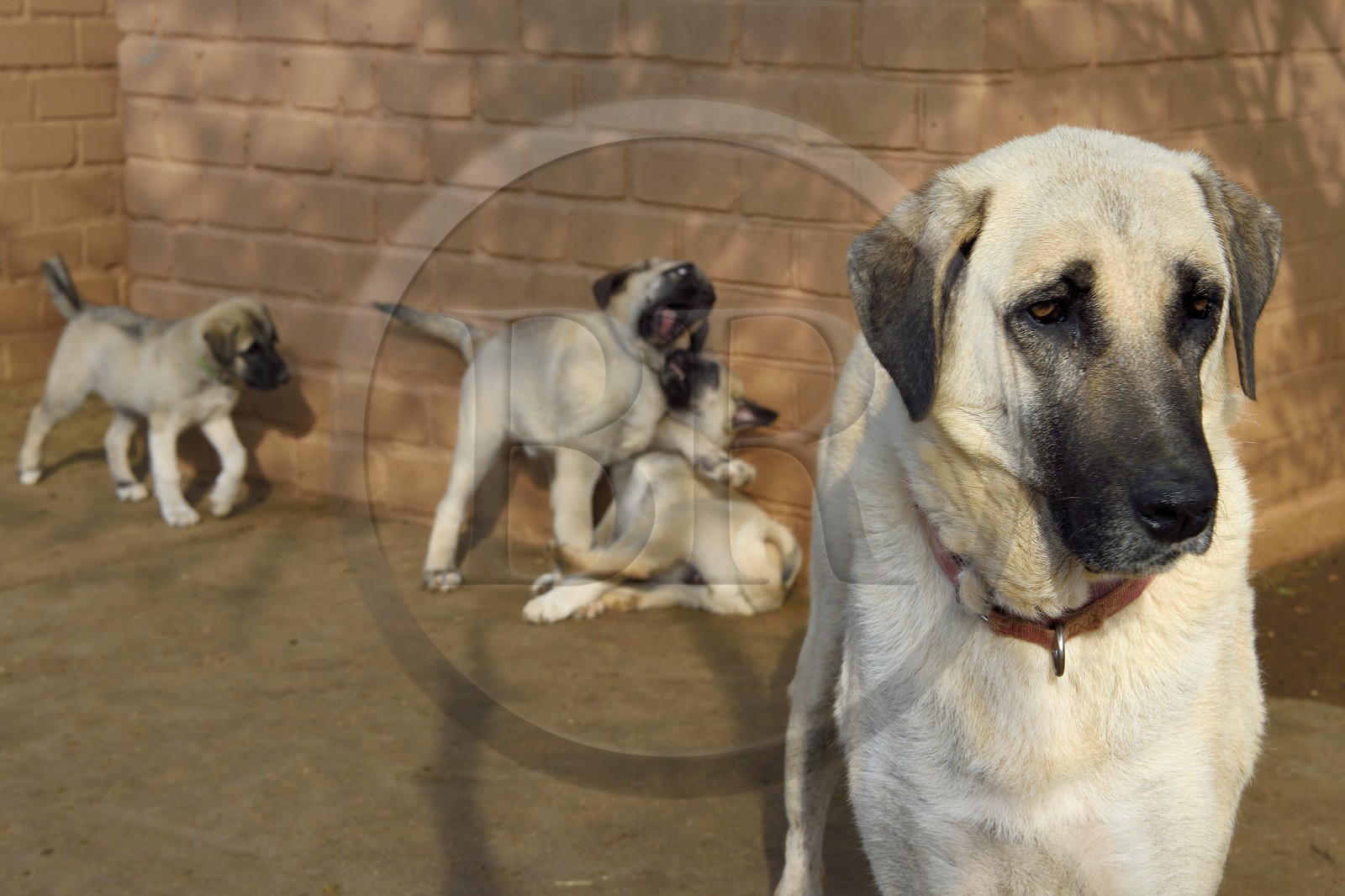 Namibie, Otjiwarongo, Cheetah Conservation Fund, centre de recherche et d'éducation, le Livestock Guarding Dog Program (programme chien de garde du bétail) du CCF a été très efficace pour réduire les taux de prédation et ainsi aussi l'inclinaison des agriculteurs à piéger ou tirer sur des guépards, élevage de chien Berger d'Anatolie aussi connu sous le nom de Kangal