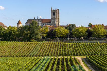France, Yonne (89), Auxerre, vignes du Clos de la Chaînette (dans le centre hospitalier spécialisé de l'Yonne) et l'abbaye Saint-Germain