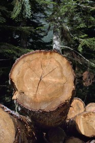 France, Hautes-Pyrénées (65), Saint-Lary-Soulan, vallée du Rioumajou, stockage de grumes