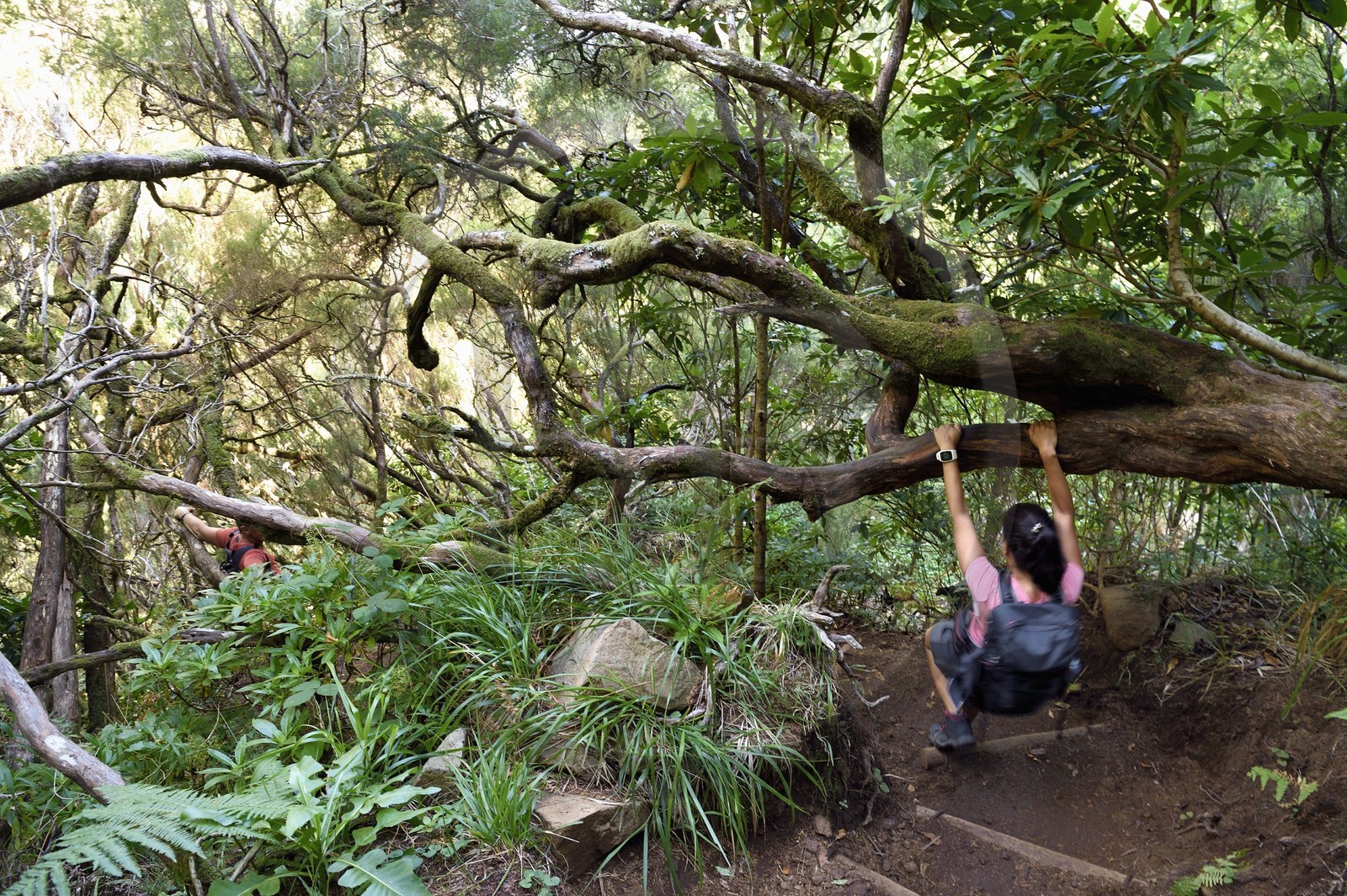 Portugal, Ile de Madère, randonnée par la levada do Alecrim dans La forêt de Rabaçal, la forêt Laurissilva classée Patrimoine Mondial de l'UNESCO, unique vestige de la forêt primaire qui recouvrait le sud de l’Europe il y a des millions d’années