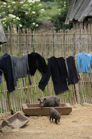Vietnam, province de Lao Cai, région Nord-Ouest de Sapa, village de Mong Xoa de la minorité Hmong Bleu, cochons dans la cour de la ferme