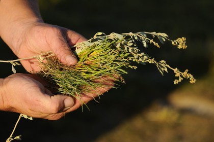 France, Ille-et-Vilaine (35), les herbus ou prés salés du Mont-Saint-Michel, 3 plantes halophytes: la salicorne, la puccinelli et l'obione