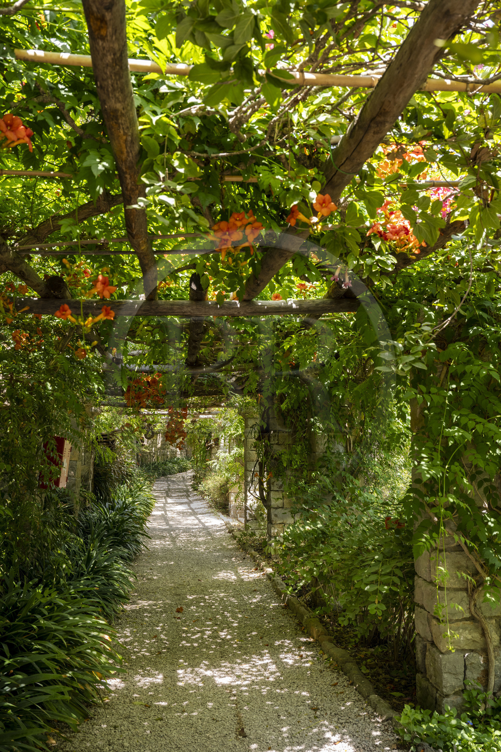 Italie, Ligurie, Province d'Imperia, Vintimille, Jardin botanique Hanbury, la tonnelle