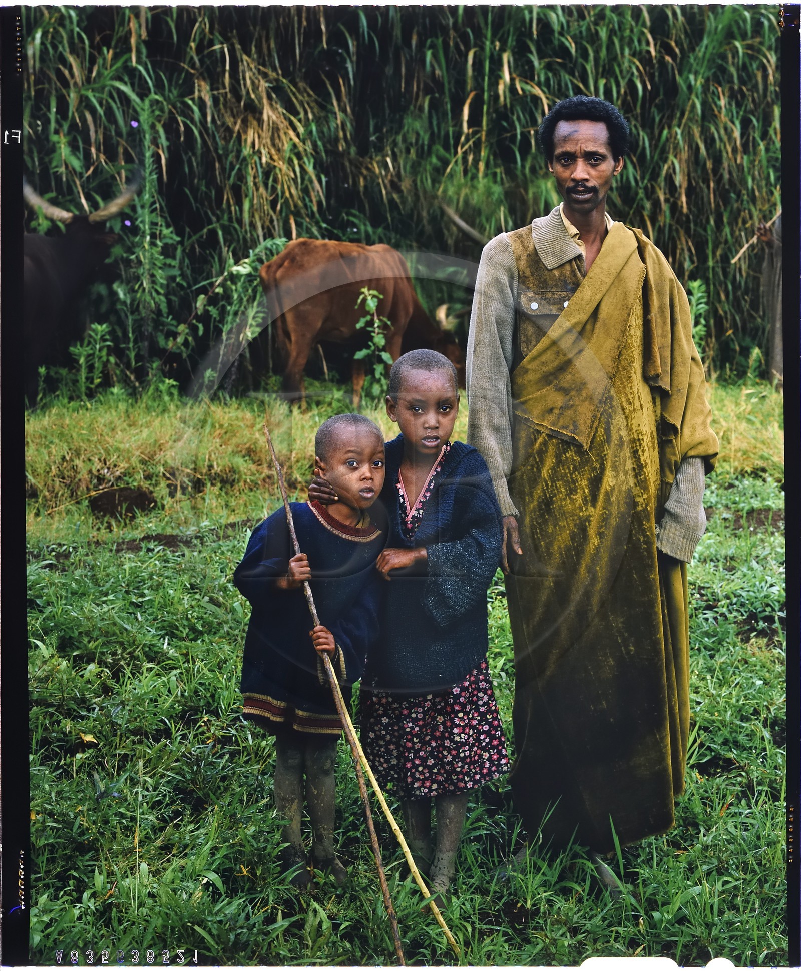 Burundi, province de Bujumbura, région d'Ijenda, vacher Tutsi avec deux de ses enfants, les Tutsi sont traditionnellement des éleveurs de vache, la vache est pour eux un animal quasiment sacré et représente l'essentiel de leur fortune avec la terre qui leur appartenait jusqu'en 1976, les vaches servent notamment au payement de la dote, lors des cérémonies il était de bon ton pour les femmes de porter de lourds bracelets aux chevilles et aux bras afin d'avoir l'élégante démarche de la vache (reproduction plan-film inversible 4x5)