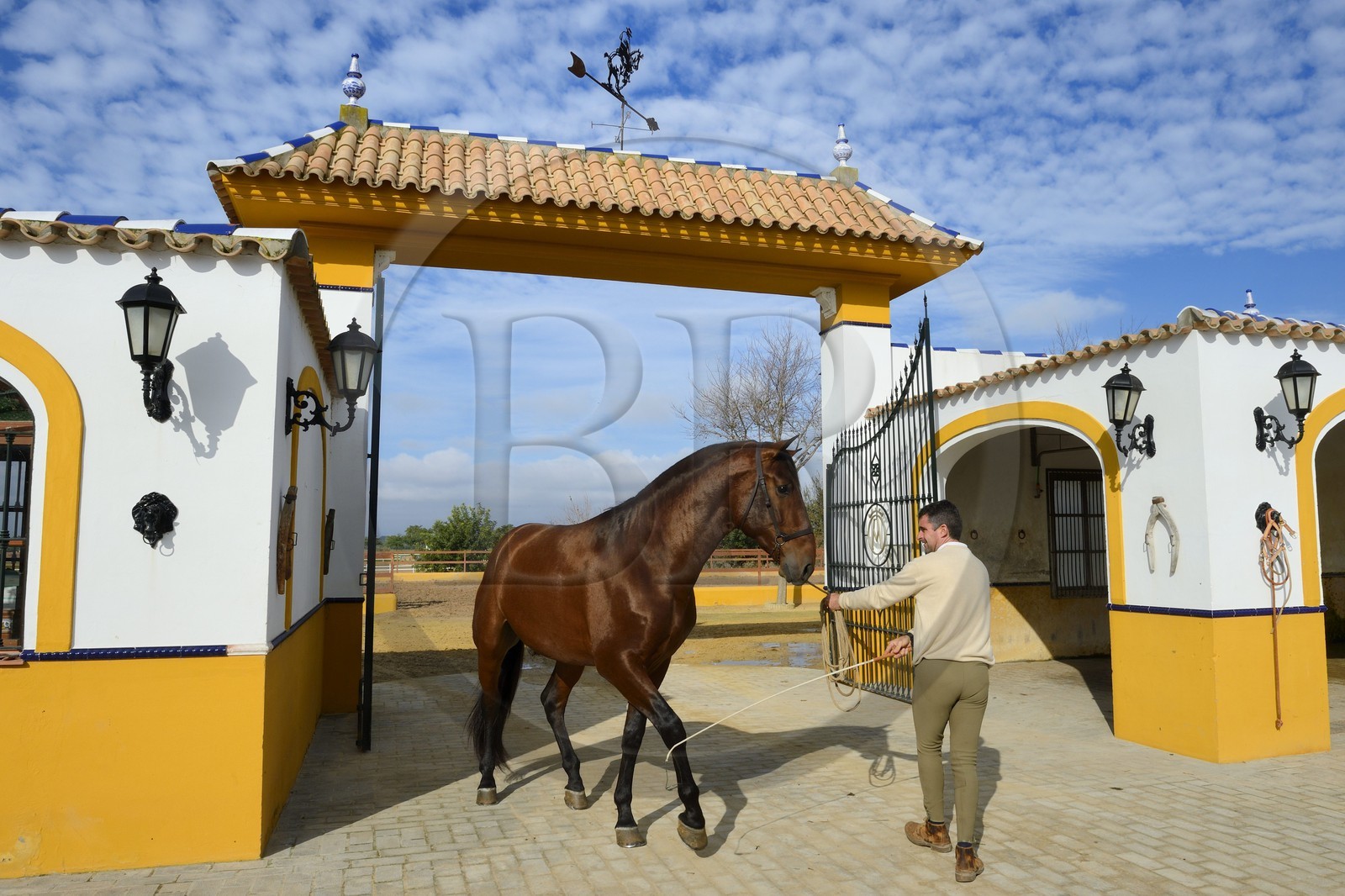 Espagne, Andalousie, province de Séville, Utrera, le haras Ayala (Yeguada Ayala), Pure race espagnole ou PRE (Pura Raza Espanola)