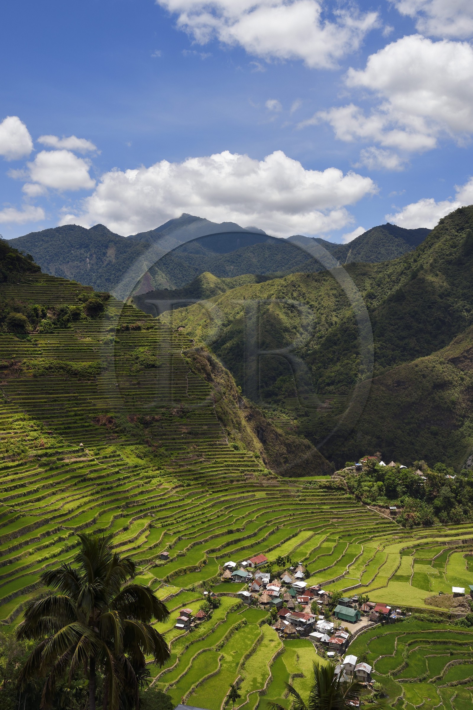 Philippines, province d'Ifugao, les rizières en terrasses de Banaue autour du village de Batad, classées Patrimoine Mondial de l'UNESCO, alimentées par un ancien système d'irrigation depuis la forêt tropicale au-dessus des terrasses