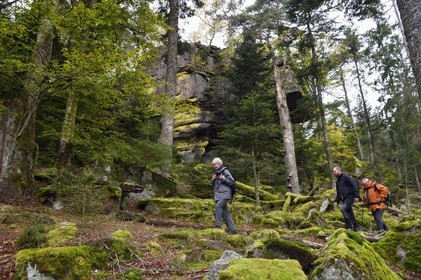 France, Haut-Rhin (68), Thannenkirch, randonnée dans le massif du Taennchel sous le Rocher des Géants