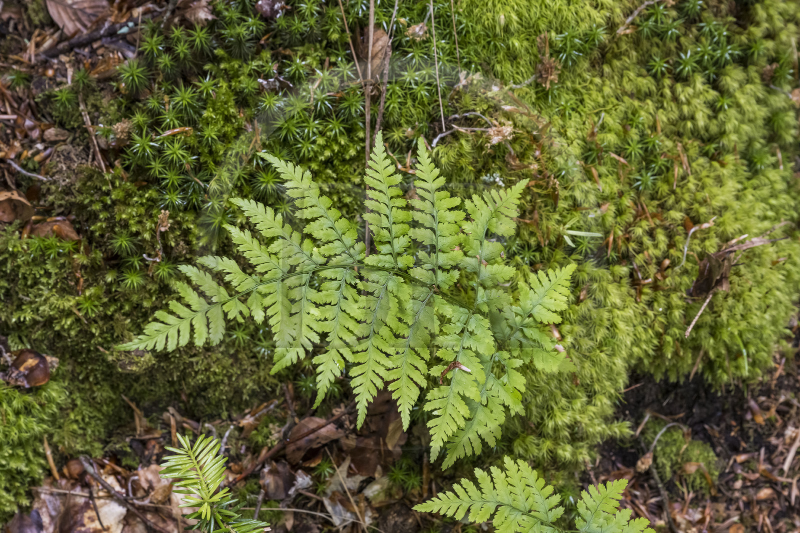 France, Bas-Rhin, Parc regional des Vosges du nord (Northern Vosges Regional Natural Park), La Petite Pierre, fern in the forest