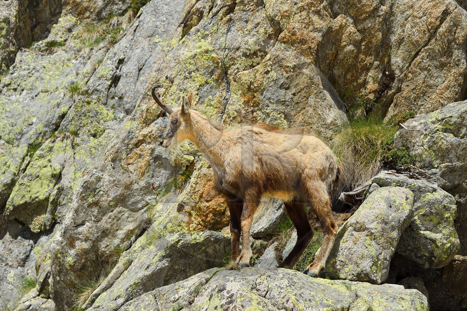 France, Alpes-Maritimes, national park of Mercantour, chamois (Rupicapra rupicapra) in the Madone de Fenestre valley