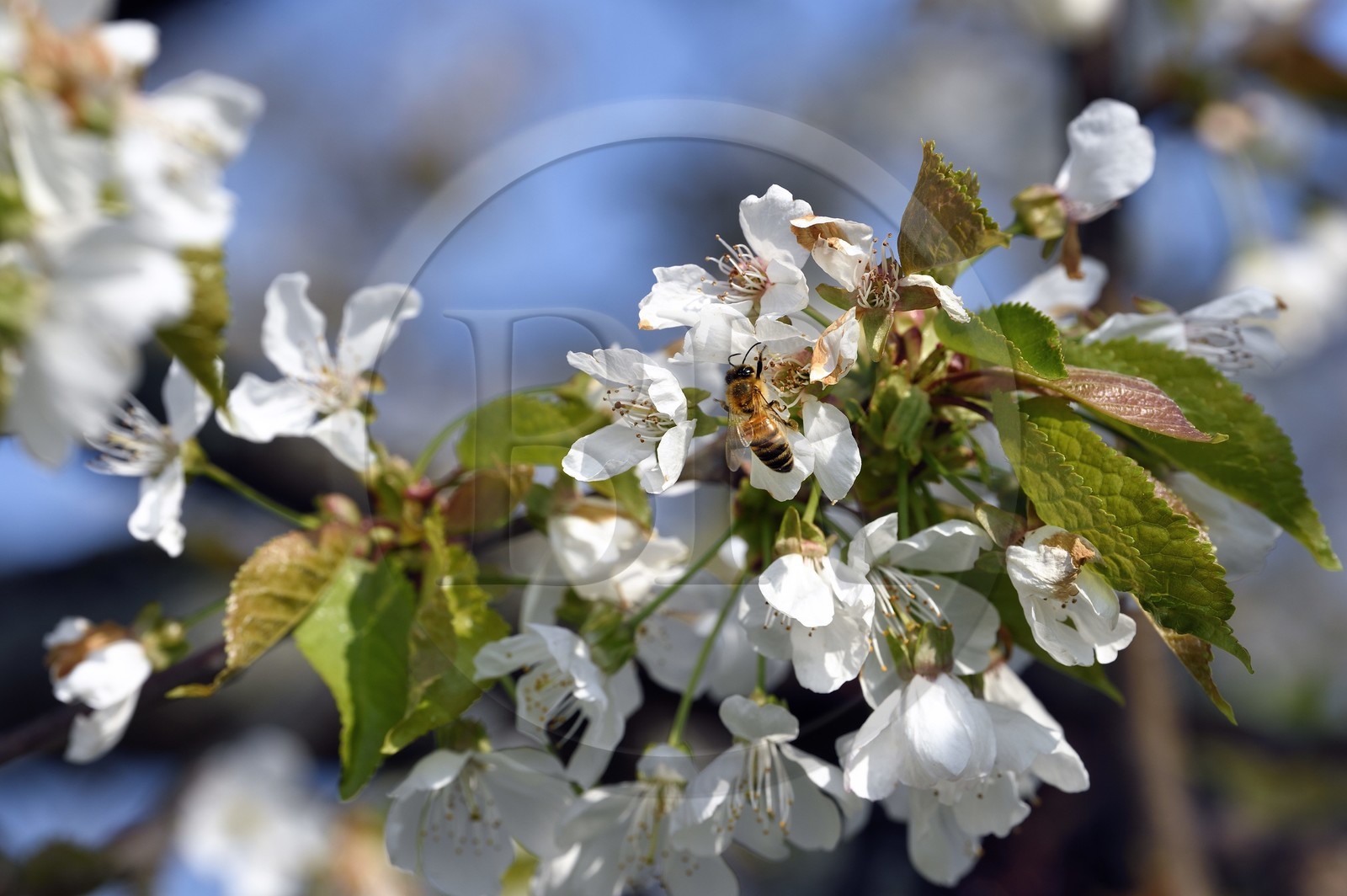 France, Bas-Rhin (67), Route des vins d'Alsace, Westhoffen, cerisier en fleurs