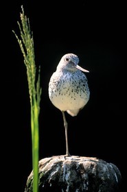 Belgique, Flandre-Occidentale, Knokke-Heist, le Zwin, un Chevalier-aboyeur