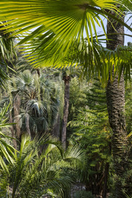 France, Alpes-Maritimes (06), Menton, Jardin botanique exotique du Val Rahmeh, arbres exotiques