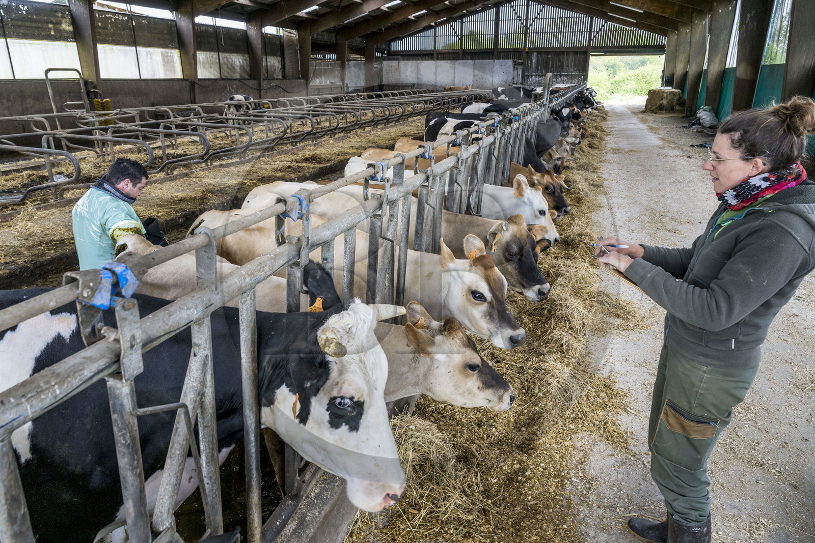 France, Vendée (85), Saint-Mesmin, ferme bio Epicoeur de la Rambaudière, troupeau de 70 vaches laitières élevées par Nicolas et Charlotte Audouin, l'inséminateur pratique une endoscopie des vaches gestantes aidée par Aurélia qui gère aussi le maraichage