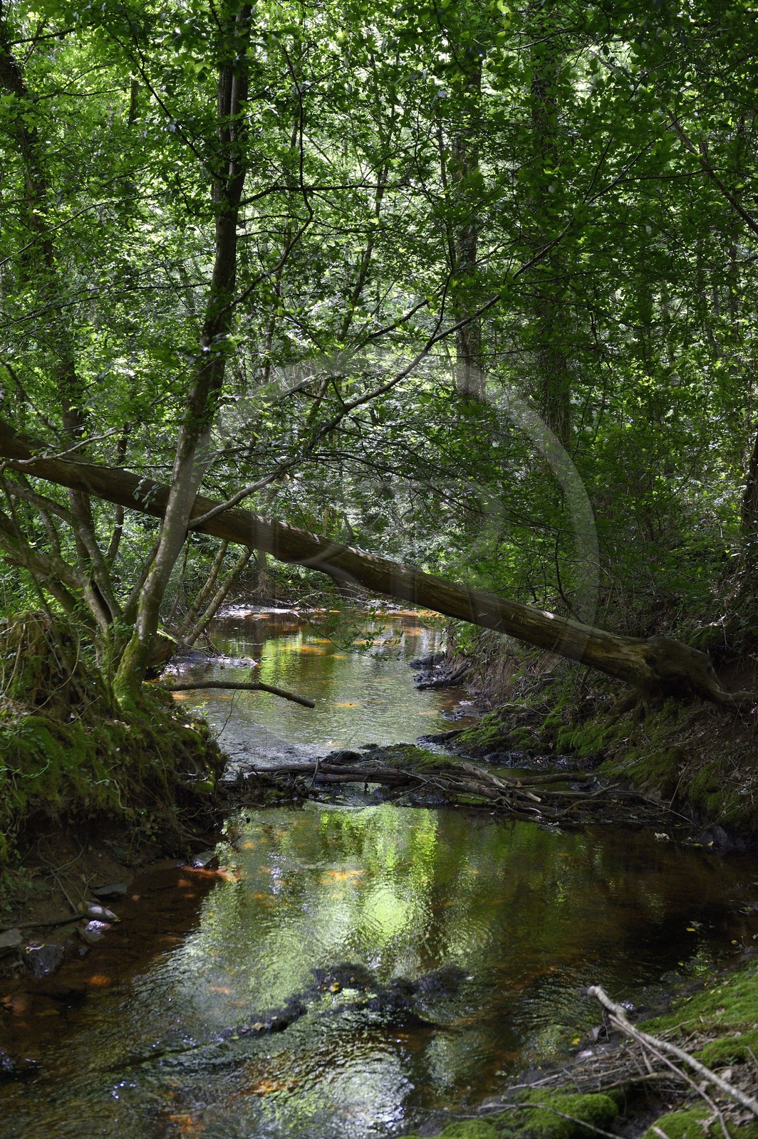 France, Ille-et-Vilaine, forest of Broceliande, the Aff river valley