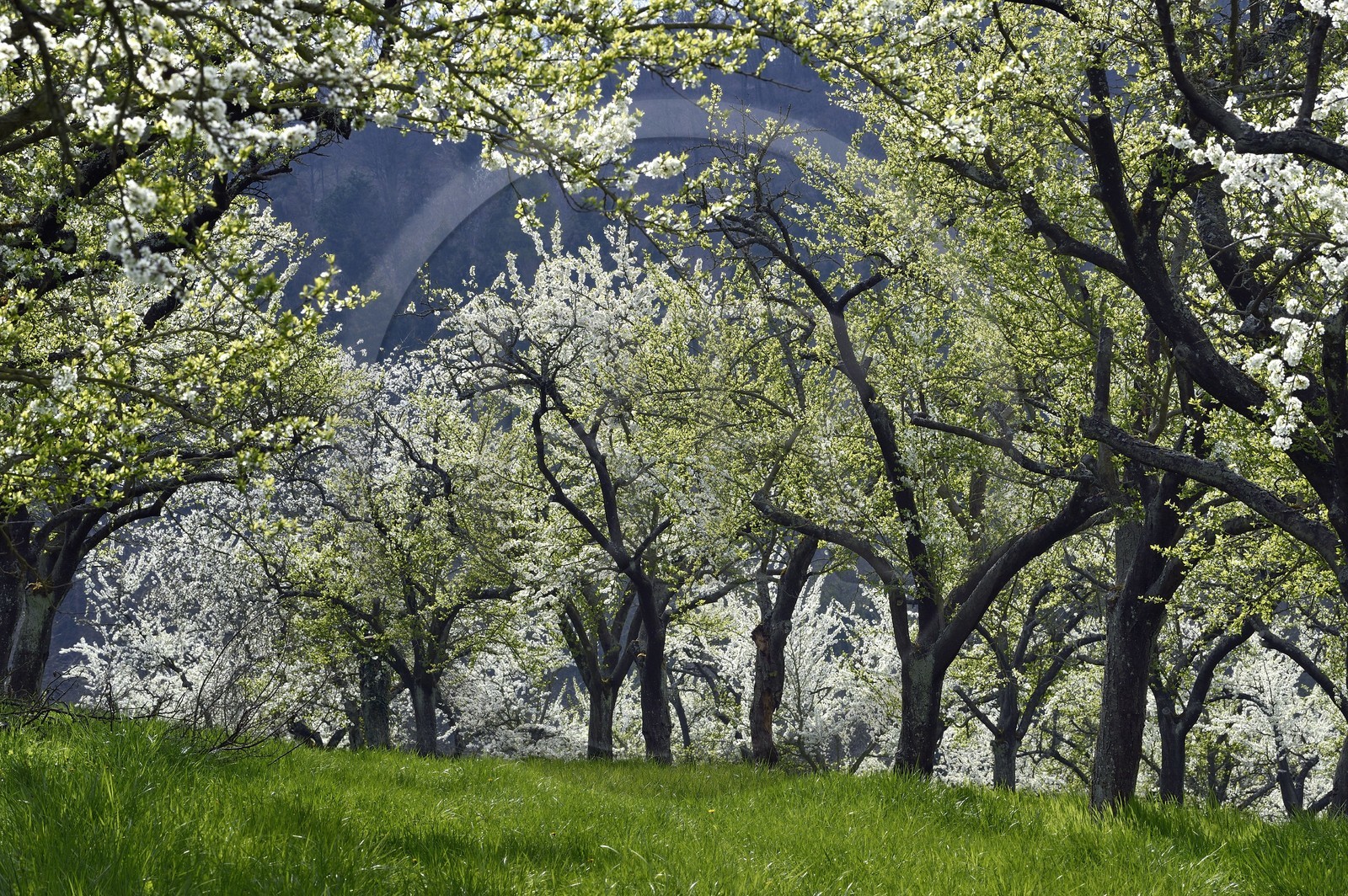 France, Meuse (55), Parc régional de Lorraine, Cotes de Meuse, Saint-Maurice-sous-les-Cotes, mirabelliers en fleur