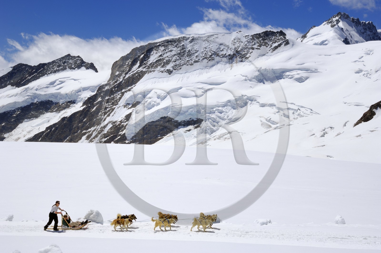 Suisse, Canton de Berne, Oberland bernois, massif de la Jungfrau (3 454 m) dit le toit de l' Europe, classé Patrimoine Mondial de l' UNESCO, chiens de traineaux
