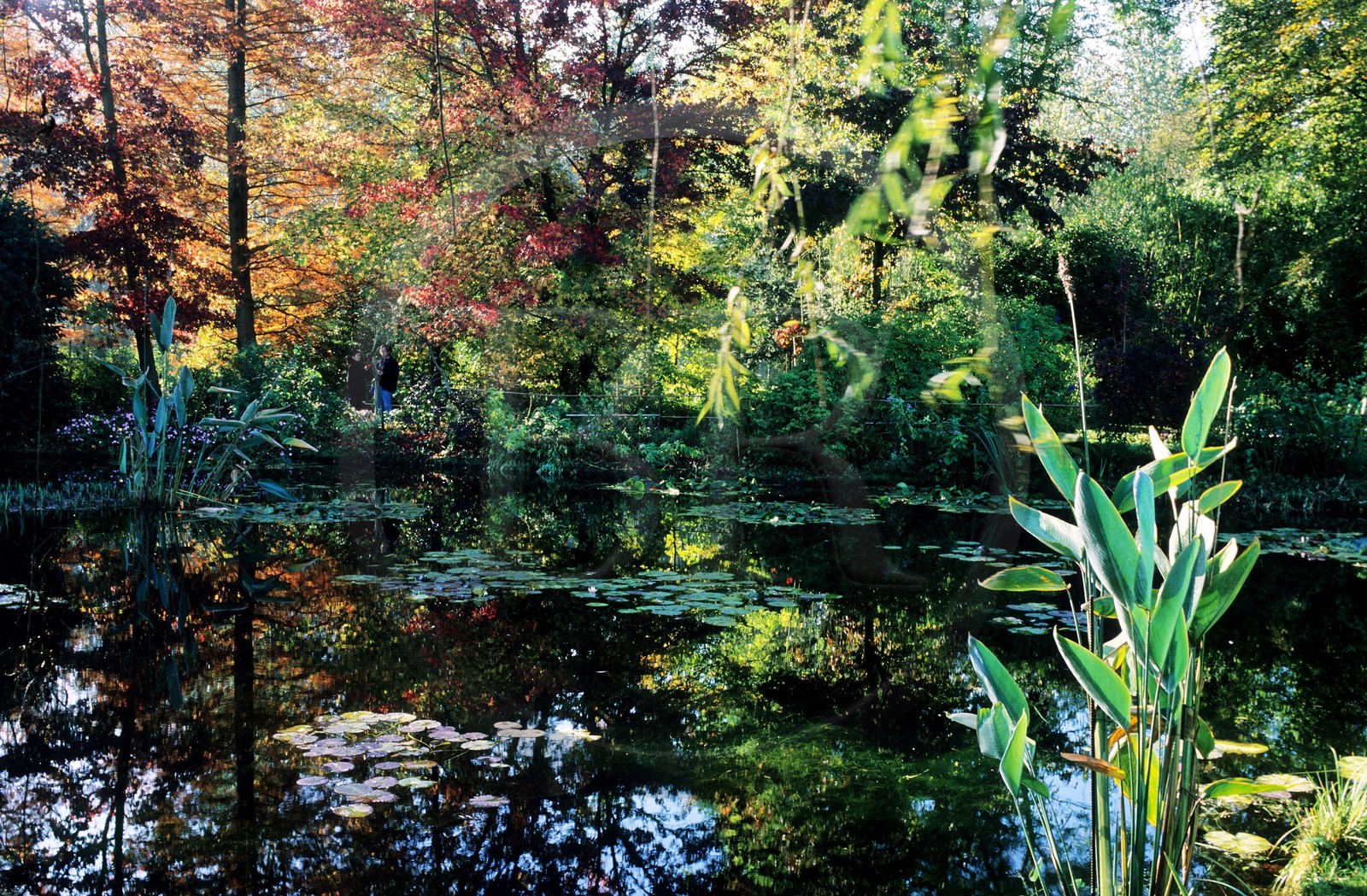 France, Eure (27), Giverny, jardin de Claude Monet, le bassin aux nymphéas