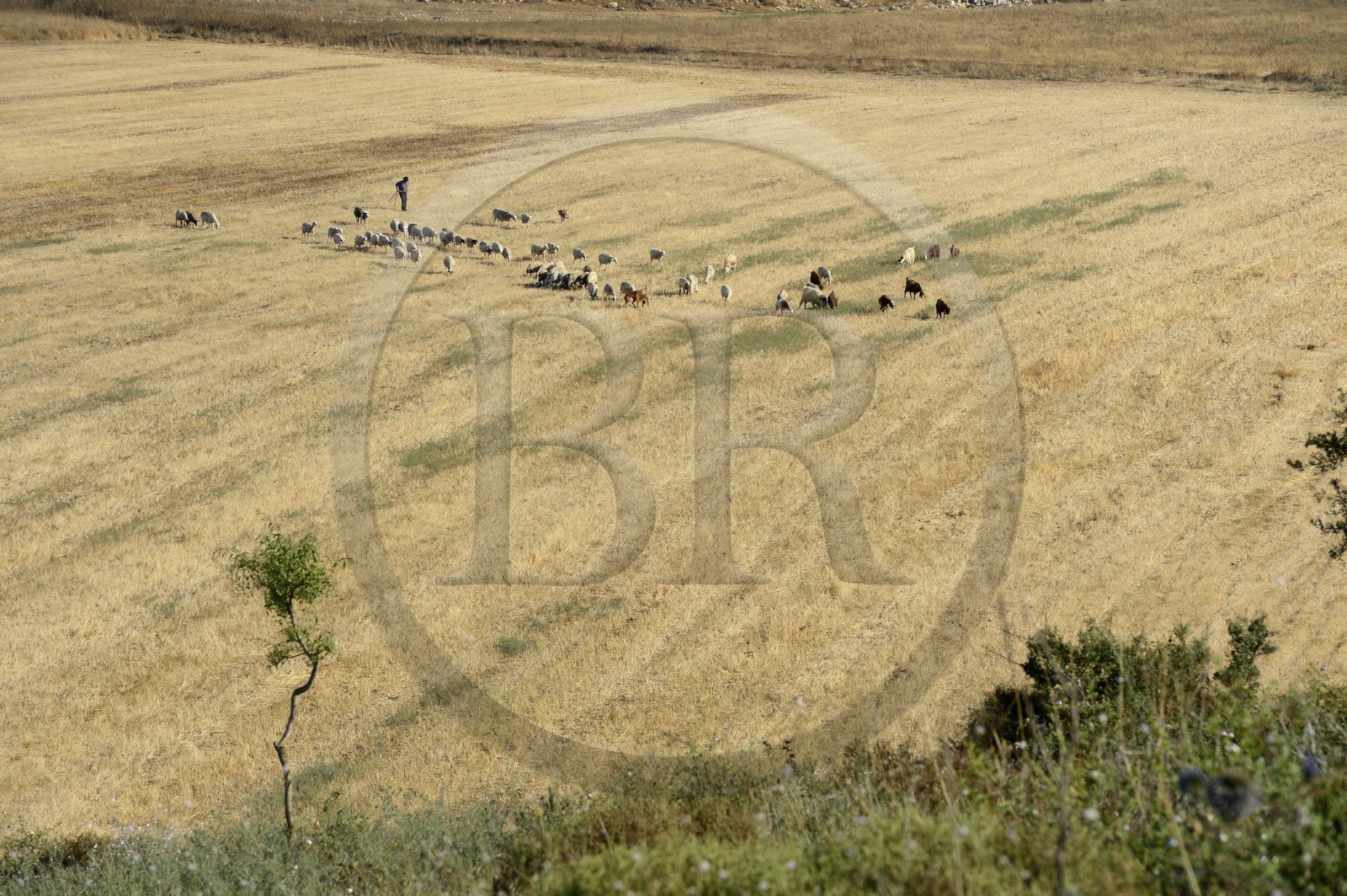 Israel, Northern District, Galilee, Nazareth, shepherd and his flock of sheep