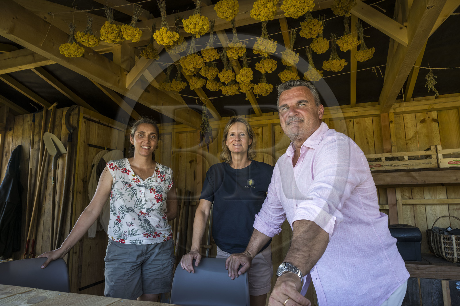 France, Charente-Maritime (17), Ile d'Oléron, Saint-Georges-d'Oléron, l’ingénieur agronome Ethel Gauthier à gauche avec Anne-Cécile et Christophe Amigorena les créateurs du Gin Melifera sous des immortelles des dunes (helichrysum stoechas) qui sechent