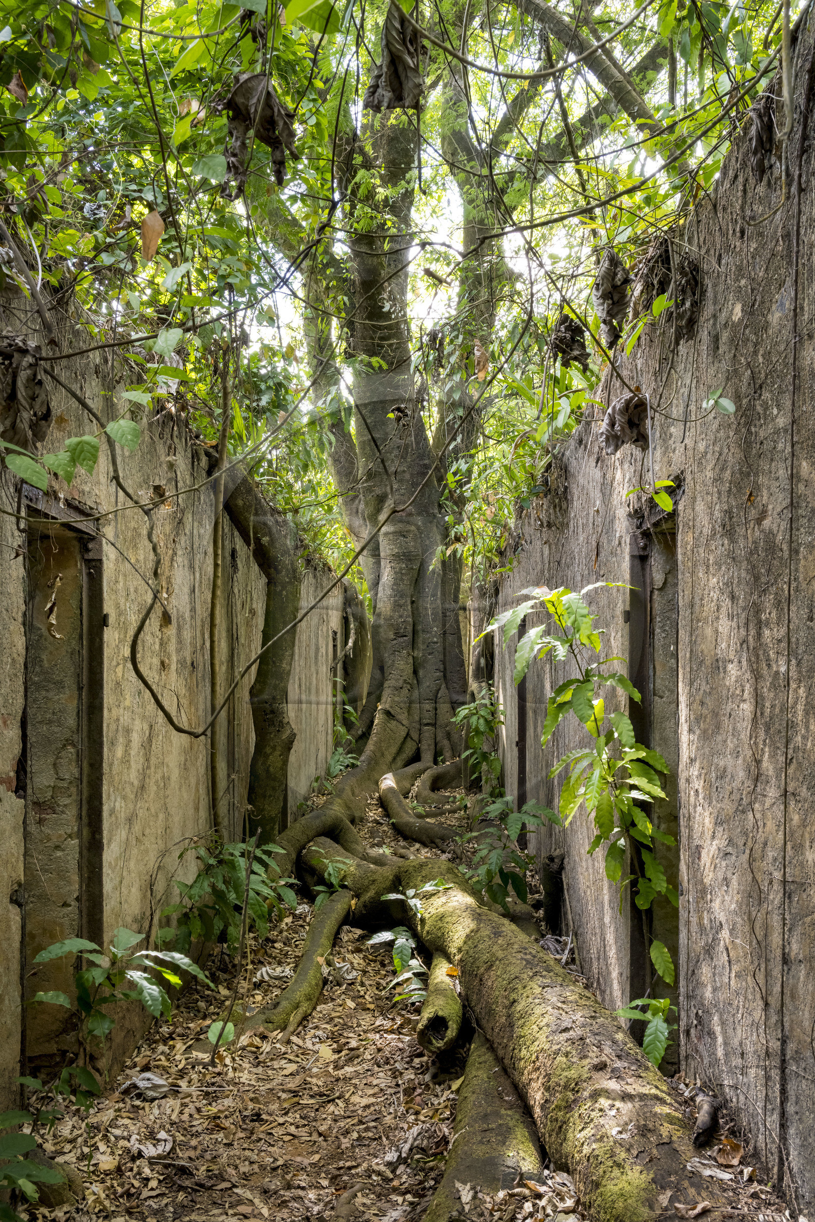 France, Guyane, Kourou, Iles du Salut, l'Ile Saint-Joseph, ruine du bagne consacré à la réclusion des prisonniers les plus difficiles