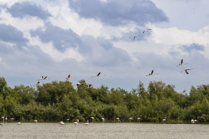France, Gard (30), Vauvert, la Petite Camargue, réserve naturelle régionale du Scamandre,  envol de flamants roses (Phoenicopterus roseus)