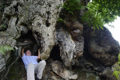 France, Haute-Corse (2B), Castagniccia, village de Carcheto, l'écrivain Jean-Claude Rogliano et le célèbre chataigner qui est le personnage principale de son livre Le berger des morts, Mal'Concilio