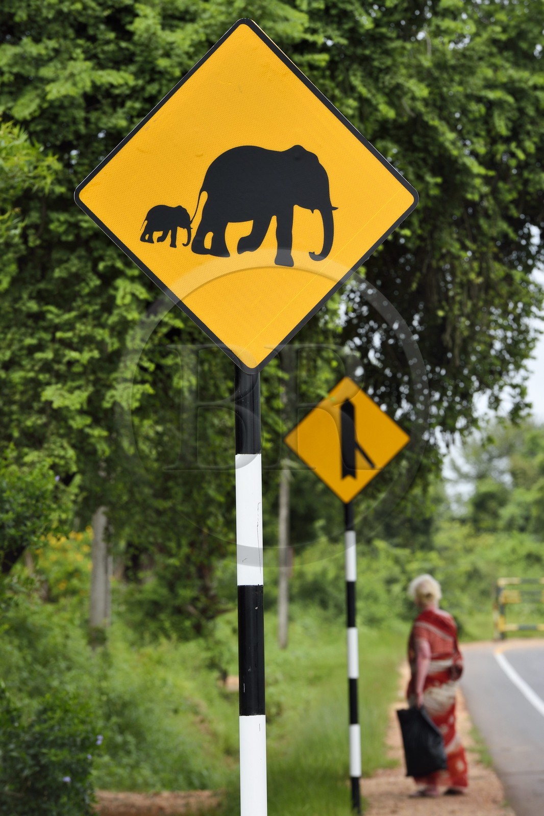 Sri Lanka, province de l'Est, Trincomalee, panneau routier signalant la présence d'éléphant