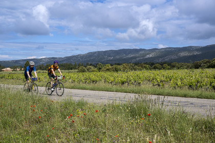 France, Vaucluse (84), Parc Naturel Régional du Mont Ventoux, vignoble de Bedoin, ascension à vélo du Mont Ventoux par la route D974 sur le versant sud