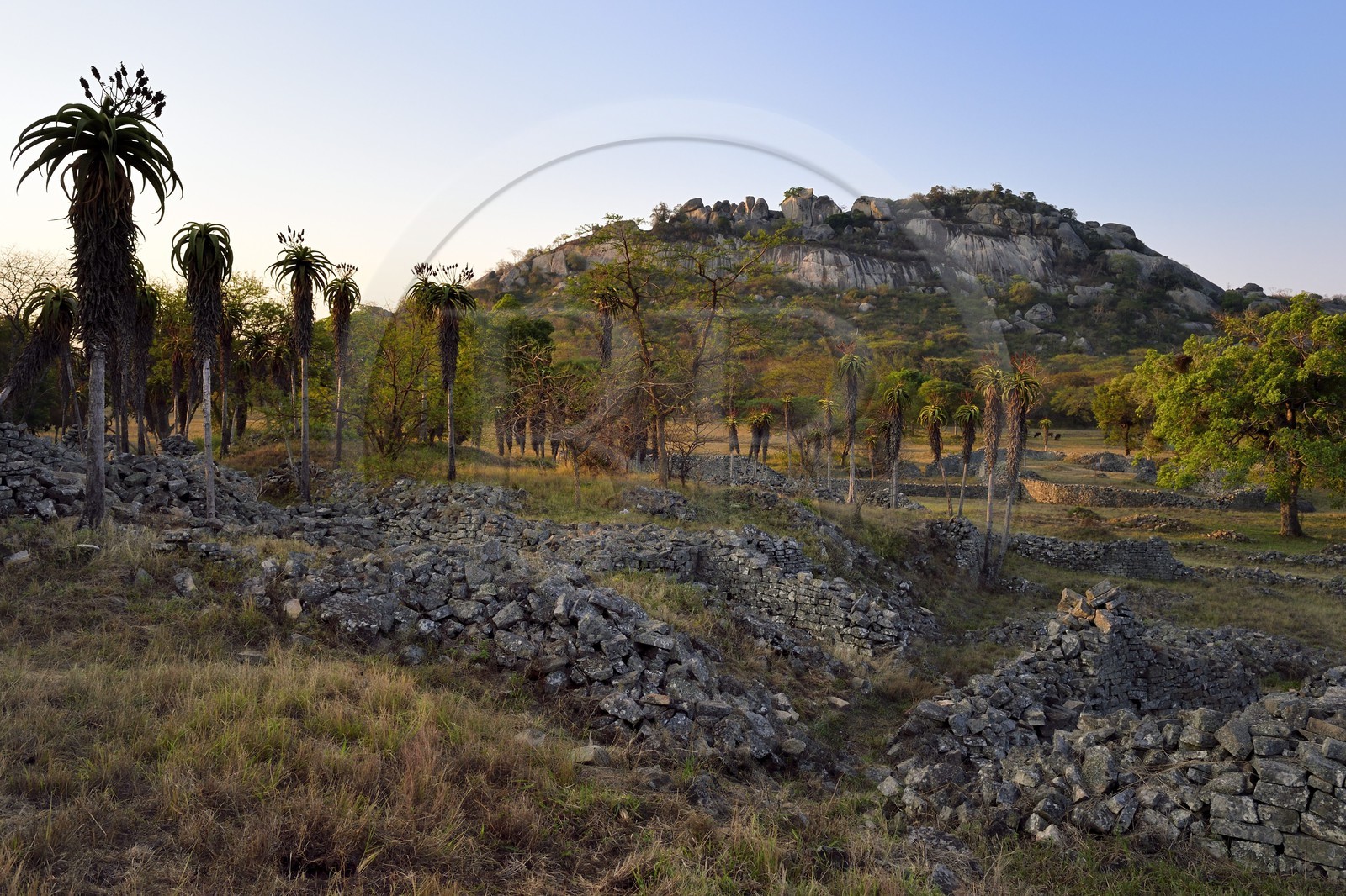 Zimbabwe, Masvingo province, the ruins of the archaeological site of Great Zimbabwe, UNESCO World Heritage List, 10th-15th century, Aloe excelsa (also known as the Zimbabwe Aloe) in the Valley Complex and the Hill Complex in the background