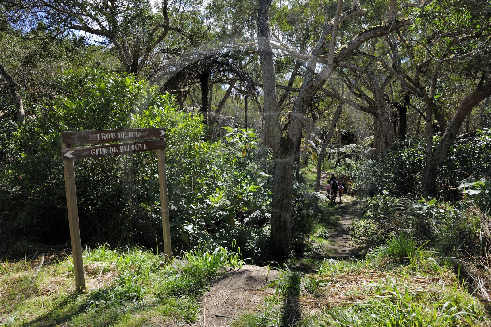 France, île de la Réunion, randonneurs en forêt de Bélouve