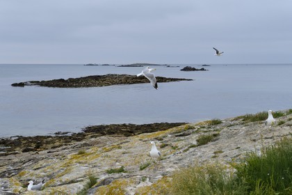 France, Finistère (29), La Foret Fouesnant, archipel des Glénan, Ile Cigogne