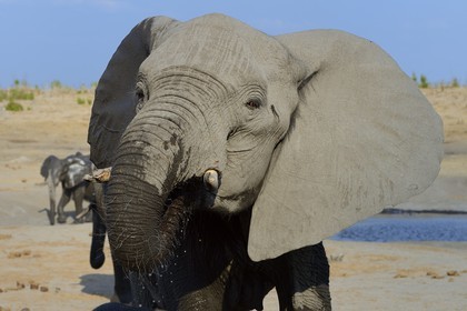 Zimbabwe, province de Matabeleland septentrional, parc national Hwange, éléphant sauvage d'Afrique (Loxodonta africana)