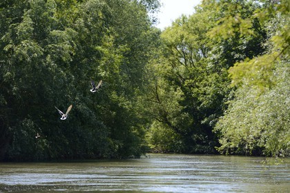 France, Bas-Rhin (67), région d'Ebersmunster et Muttersholtz, le Grand Ried, canards prenant leur envol sur la rivière l'Ill
