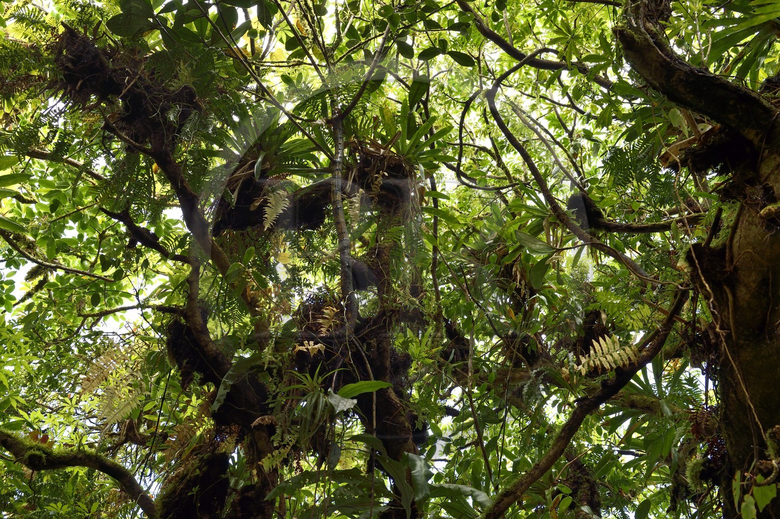 Nicaragua, département de Granada, Réserve naturelle du volcan Mombacho, Bromelia dans les branches des arbres de la forêt tropicale humide de montagne