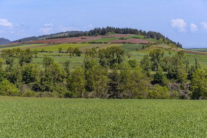 France, Haute-Loire (43), randonnée avec un âne sur le chemin de Stevenson (GR 70) entre Goudet et Ussel