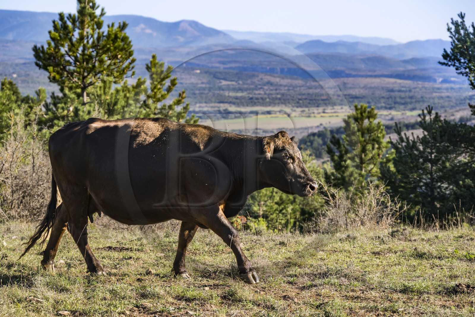 France, Hérault (34), les Causses et les Cévennes, paysage culturel de l'agro-pastoralisme méditerranéen inscrit au Patrimoine Mondial de l'UNESCO, La Vacquerie-et-Saint-Martin-de-Castries, vache sur une hauteur dominant le plateau du Larzac