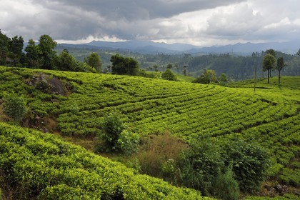 Sri Lanka, Province du Centre, trajet en train dans la région montagneuse de la culture du thé entre Hatton et Badulla, ici entre Talawakele et Great Western, plantation de thé